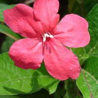 Ruellia elegans Poir.